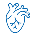 A line drawing of the human heart